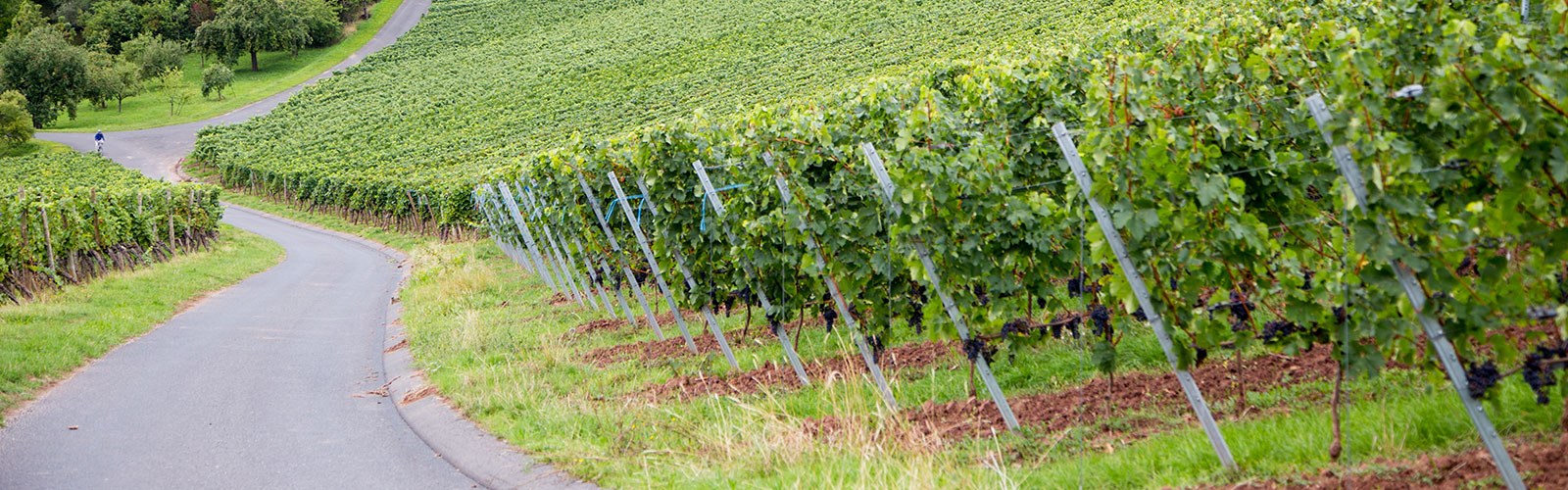 Weinwandern Erlabrunn Würzburg Main